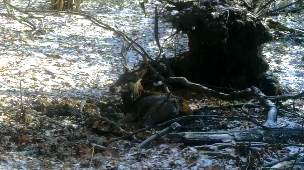 У лісах Карпат помітили оленя за дивним заняттям: унікальні кадри з фотопасток